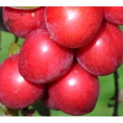 Storfrugtet Blodblomme 'Trailblazer' Prunus Cerasifera 'Trailblazer' Solitær Busk 150-200 Cm. - Med Klump