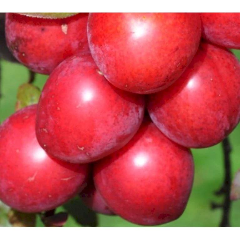 Storfrugtet Blodblomme 'Trailblazer' Prunus Cerasifera 'Trailblazer' Solitær Busk 150-200 Cm. - Med Klump 1 Storfrugtet Blodblomme 'Trailblazer' Prunus Cerasifera 'Trailblazer' Solitær Busk 150-200 Cm. - Med Klump