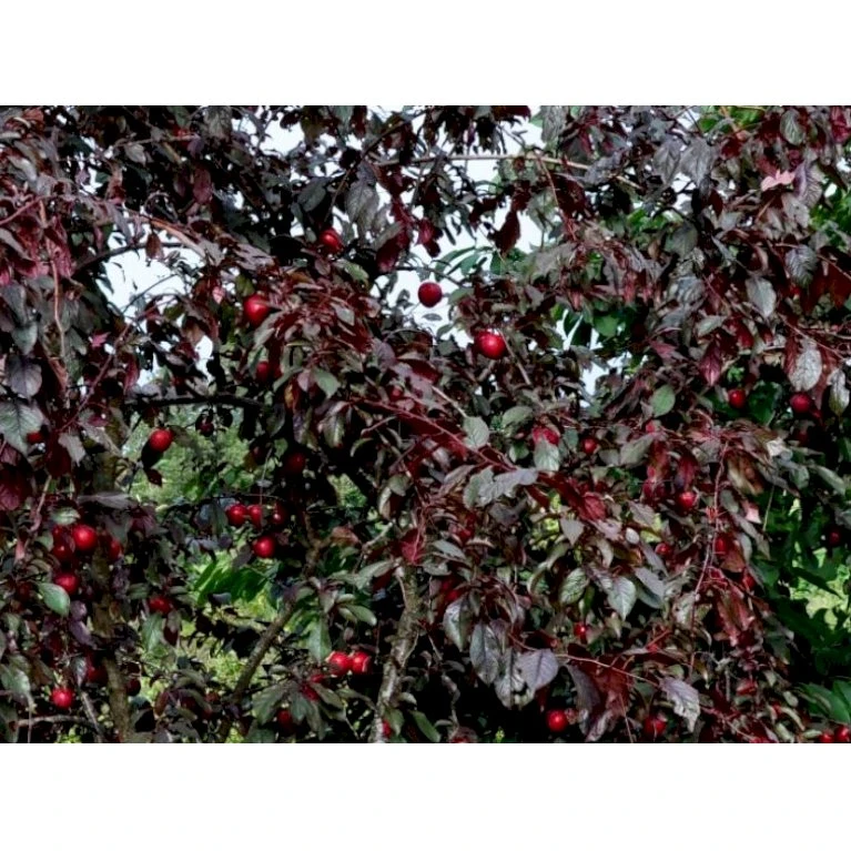 Storfrugtet Blodblomme 'Trailblazer' Prunus Cerasifera 'Trailblazer' Solitær Busk 150-200 Cm. - Med Klump 3 Storfrugtet Blodblomme 'Trailblazer' Prunus Cerasifera 'Trailblazer' Solitær Busk 150-200 Cm. - Med Klump - Billede 3