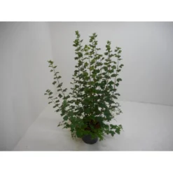 Blodribs 'King Edward VII' Ribes Sanguineum 'King Edward Vii' Potte 12 Liter,- 100-125 Cm.