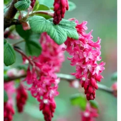 Blodribs 'King Edward VII' Ribes Sanguineum 'King Edward Vii' Potte 12 Liter,- 100-125 Cm. -Osmome Butik p4829 37465 ribes sanguineum king edward vii d5fb