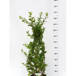 Busk-kaprifolie Lonicera Fragrantissima Potte 10 Liter,- 60-80 Cm.