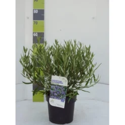 Blåskæg 'Kew Blue' Caryopteris Clandonensis 'Kew Blue' Potte 4,0 Liter,- 30-40 Cm.