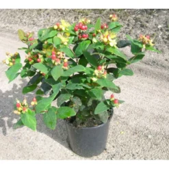 Perikon 'Miracle Attraction' Hypericum Inodorum 'Miracle Attraction' 3,5 Liter Potte