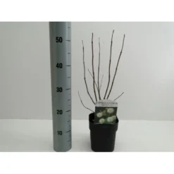 Knopbusk Cephalanthus Occidentalis Potte 2,0 Liter,- 30-40 Cm.