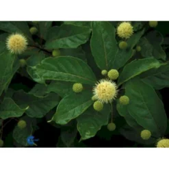 Knopbusk Cephalanthus Occidentalis Potte 2,0 Liter,- 30-40 Cm. -Osmome Butik p525 432 cephalanthus occidentalis 9f0e