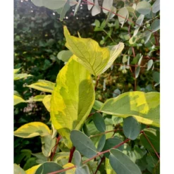 Gulbroget Kornel 'Gouchaultii' Cornus Alba 'Gouchaultii' Potte 6,5 Liter 60-80 Cm. -Osmome Butik p606 36624 cornus alba gouchaultii b9e2