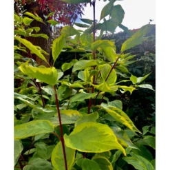 Gulbroget Kornel 'Gouchaultii' Cornus Alba 'Gouchaultii' Potte 6,5 Liter 60-80 Cm. -Osmome Butik p606 36625 cornus alba gouchaultii a904