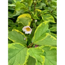 Gulbroget Kornel 'Gouchaultii' Cornus Alba 'Gouchaultii' Potte 6,5 Liter 60-80 Cm. -Osmome Butik p606 36626 cornus alba gouchaultii 7a38