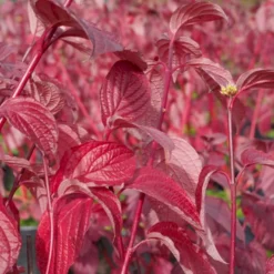 Rødgrenet Kornel 'Sibirica' Cornus Alba 'Sibirica' Potte 12 Liter,- 100-125 Cm. -Osmome Butik p608 47317 cornus alba sibirica 58a6