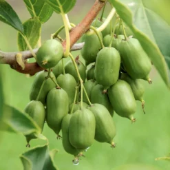 Stikkelsbærkiwi 'Issai' Actinidia Arguta 'Issai' Potte 7,5 Liter,- Opbundet 150-200 Cm. -Osmome Butik p60 50516 actinidia arguta issai 5df9