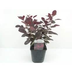 Rødbladet Parykbusk 'Royal Purple' Cotinus Coggygria 'Royal Purple' Potte 2,0 Liter,- 30-40 Cm.