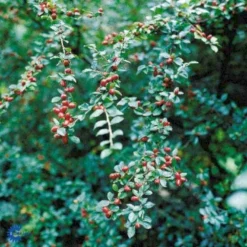 Vifte-Dværgmispel Cotoneaster Divaricatus Solitær Busk 150-175 Cm. - Med Klump