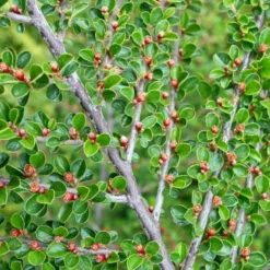 Fiskeben-Dværgmispel 'Cotali' Cotoneaster Horizontalis 'Cotali' 3,5 Liter Potte -Osmome Butik p638 52510 cotoneaster horizontalis cotali d611