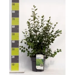 Glansdværgmispel Cotoneaster Lucidus Potte 4,0 Liter,- 50-60 Cm.