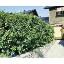 Glansdværgmispel Cotoneaster Lucidus Potte 4,0 Liter,- 50-60 Cm. -Osmome Butik p639 524 cotoneaster lucidus 3a3c