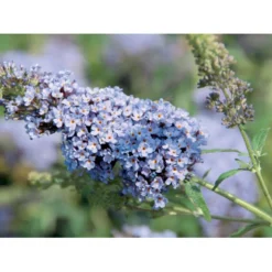 Sommerfuglebusk Buzz 'Sky Blue' Buddleja Buzz 'Sky Blue' 3,0 Liter Potte -Osmome Butik p6557 38057 buddleja buzz sky blue cec4