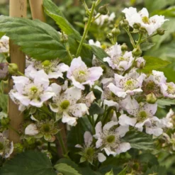 Tornfri Brombær 'Black Satin' Rubus Fruticosus 'Black Satin' Opbundet Til Ca. 40 Cm., Med Potte -Osmome Butik p6564 48813 rubus fruticosus black satin 3cca