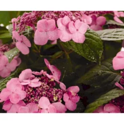 Hortensia 'Twist-N-Shout' Hydrangea 'Endless Summer Twist-n-shout' 5 Liter Potte