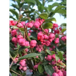 Benved Euonymus Phellomanus Opstammet 150 Cm. 15 Liter Potte