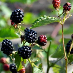 Tornfri Brombær 'Navaho'® Rubus Fruticosus 'Navaho'® Potte 3,0 Liter,- Opbundet