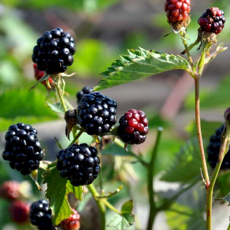 Tornfri Brombær 'Navaho'® Rubus Fruticosus 'Navaho'® Potte 3,0 Liter,- Opbundet 1 Tornfri Brombær 'Navaho'® Rubus Fruticosus 'Navaho'® Potte 3,0 Liter,- Opbundet