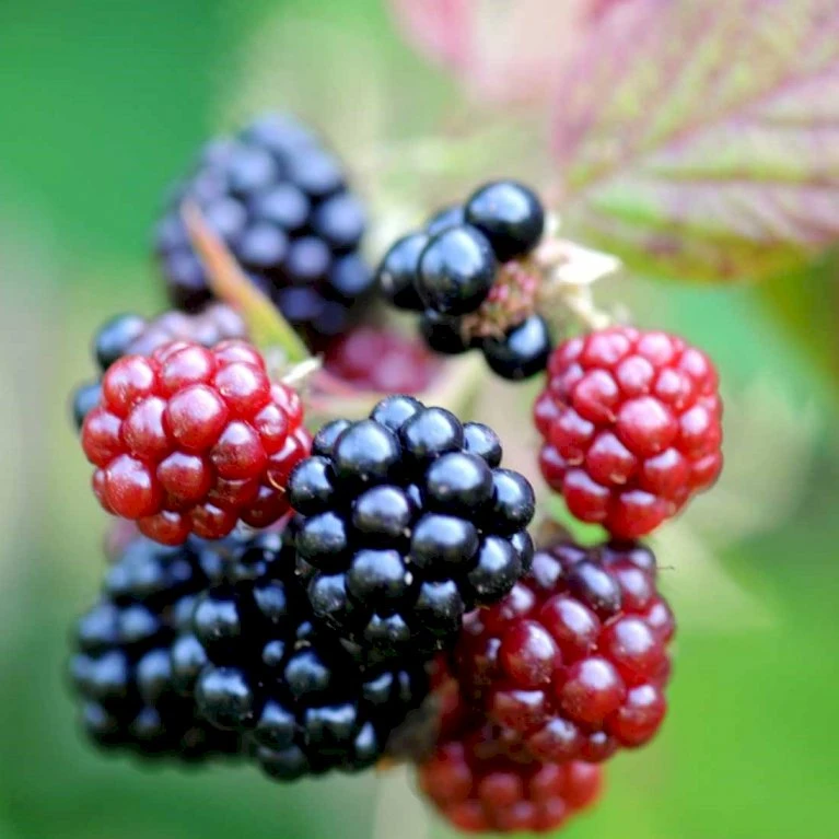 Tornfri Brombær 'Navaho'® Rubus Fruticosus 'Navaho'® Potte 3,0 Liter,- Opbundet 2 Tornfri Brombær 'Navaho'® Rubus Fruticosus 'Navaho'® Potte 3,0 Liter,- Opbundet - Billede 2