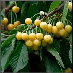 Sød Kirsebær 'Dønnisens Gule' Kræver Bestøver Prunus X 'Dønnisens Gule' Kræver Bestøver 4-8 Grene, 150-200 Cm. 10 Liter Potte (P.avi)