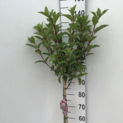 Syrén-Hortensia 'Vanille Fraise' Hydrangea Paniculata 'Vanille Fraise' Opstammet 90 Cm. 7,5 Liter Potte