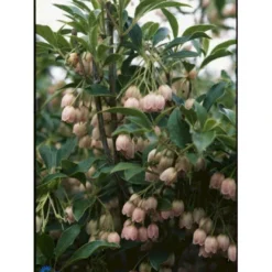 Pagodebusk Enkianthus Campanulatus Trådklump,- 125-150 Cm.