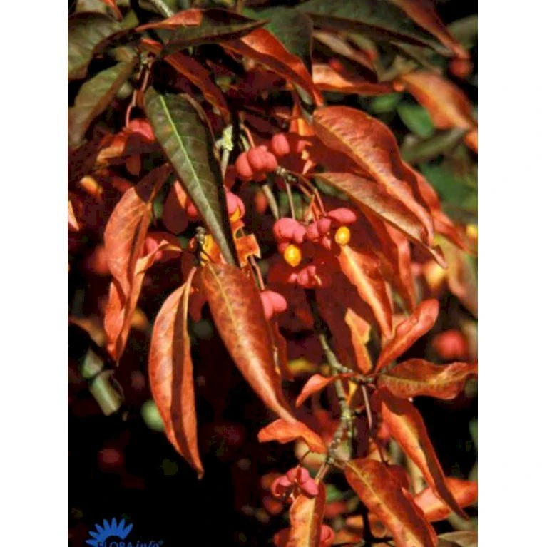 Almindelig Benved Euonymus Europaeus Solitær Busk 150-200 Cm. - Med Klump 1 Almindelig Benved Euonymus Europaeus Solitær Busk 150-200 Cm. - Med Klump