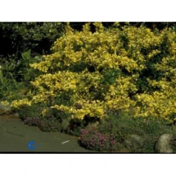 Benved 'Emerald Gold' Euonymus Fortunei 'Emerald Gold' Opstammet 80 Cm. 7,5 Liter Potte