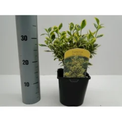 Benved' Marieke' Euonymus Japonica 'Marieke' Potte 2,0 Liter,- 20-25 Cm. -Osmome Butik p801 21300 euonymus japonica marieke d7c4