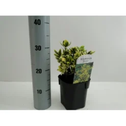 Benved' Marieke' Euonymus Japonica 'Marieke' Potte 2,0 Liter,- 20-25 Cm.