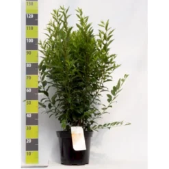 Forsytia 'Weekend' Forsythia Intermedia 'Weekend' Potte 12 Liter,- 100-125 Cm.