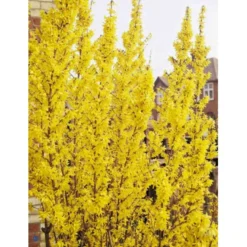 Forsytia 'Weekend' Forsythia Intermedia 'Weekend' Potte 12 Liter,- 100-125 Cm. -Osmome Butik p842 694 forsythia intermedia weekend a571