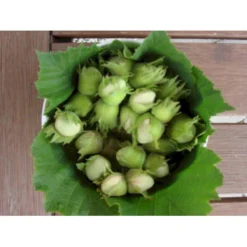 Storfrugtet Hassel 'Halleske Kæmpe' Corylus Maxima 'Halleske Kæmpe' 7,5 Liter Potte