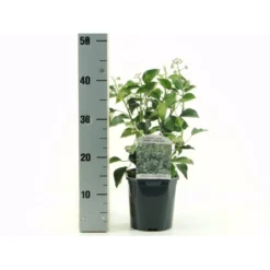 Busk-Vedbend 'Arborescens' Hedera Helix 'Arborescens' Potte 2,0 Liter,- 40-60 Cm.