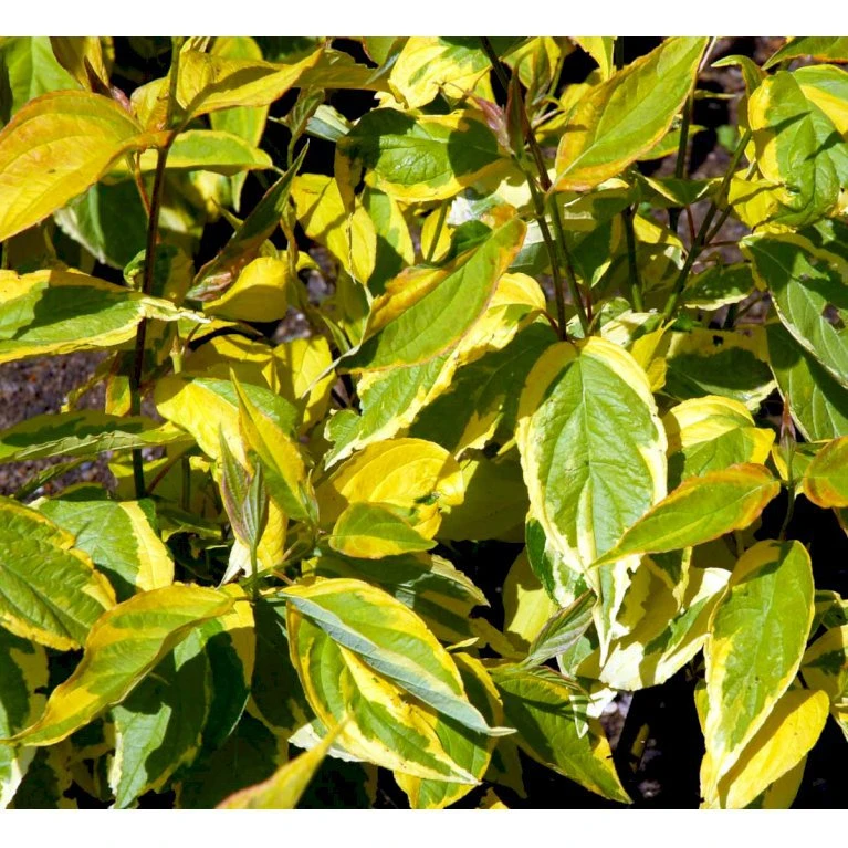 Osmome Butik -Osmome Butik mi614 cornus alba spaethii 3ebb