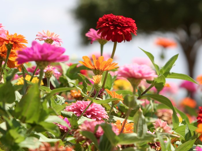 Osmome Butik -Osmome Butik zinnia flickr bsk